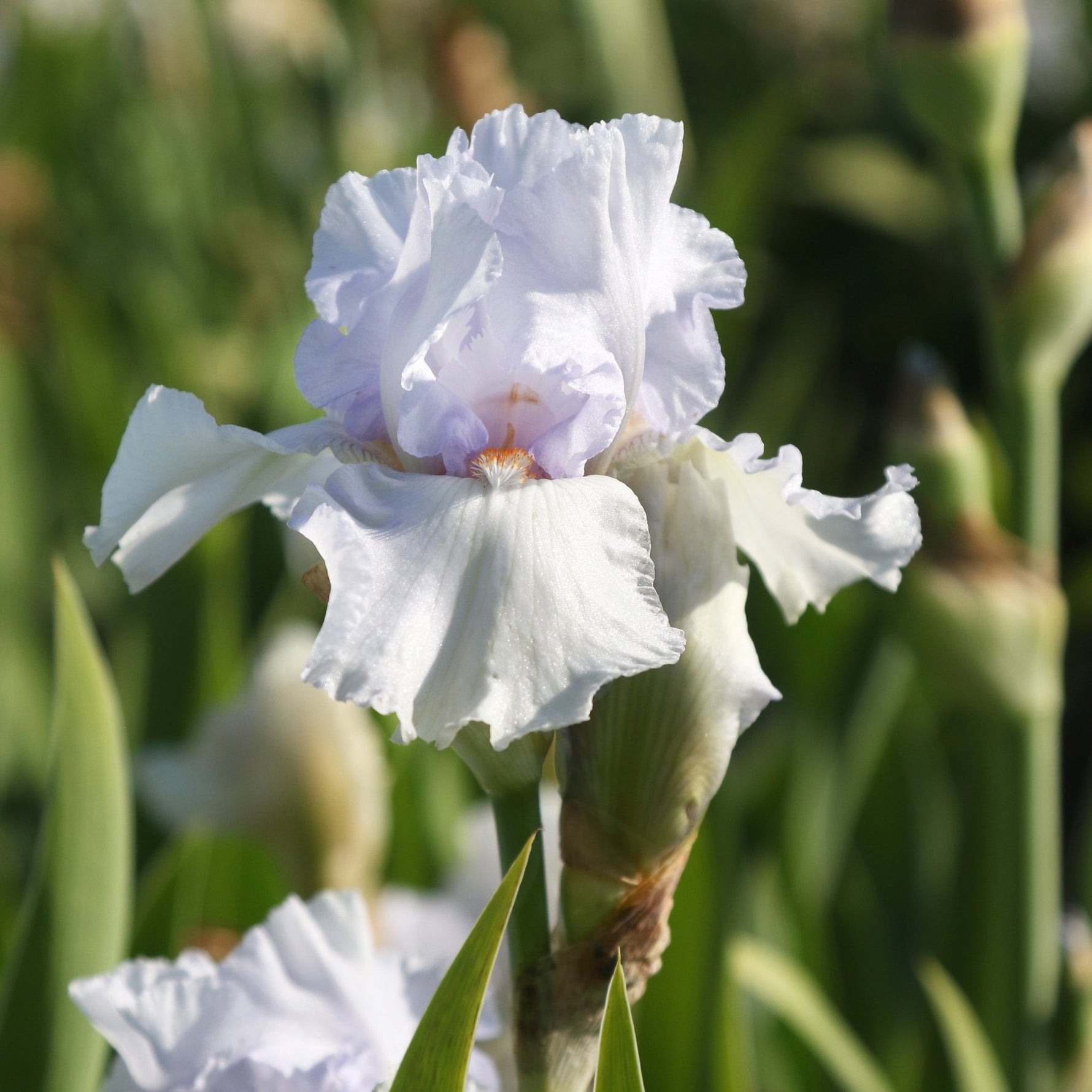 Bearded Iris - Lupita's Pride