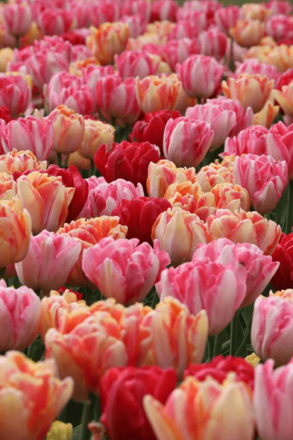 Tulip - Mixed Foxtrot