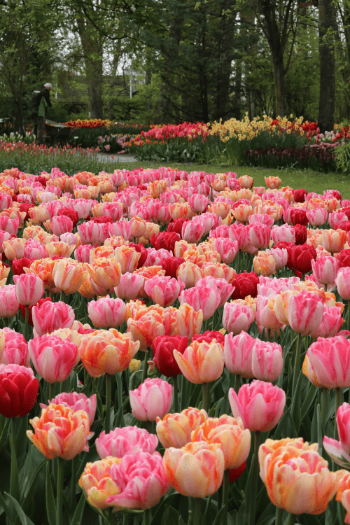 Tulip - Mixed Foxtrot