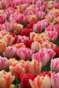 A stunning Double Late tulips mixed foxtrot tulip displaying elegant double petals.