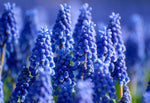 Grape Hyacinth - Armeniacum