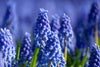 Load image into Gallery viewer, Charming blue Muscari Armeniacum grape hyacinth flowers in springtime garden.