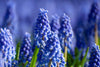 Charming blue Muscari Armeniacum grape hyacinth flowers in springtime garden.