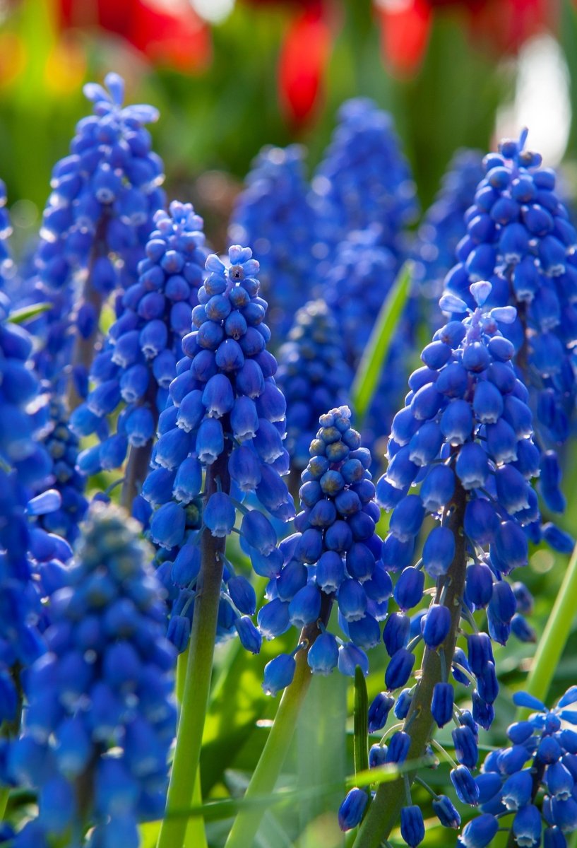 Grape Hyacinth - Armeniacum