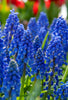 Armeniacum grape hyacinth blooms, resembling clusters of blue tiny grapes.