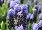 Grape Hyacinth - Latifolium