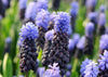 Springtime beauty: Latifolium grape hyacinth in full bloom captures hearts.