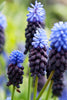 Load image into Gallery viewer, Charming Latifolium grape hyacinth blooms with enchanting blue-purple flowers.