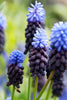 Charming Latifolium grape hyacinth blooms with enchanting blue-purple flowers.