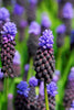 Close-up of Muscari Latifolium, with dark blue and purple little florets