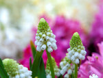 Grape Hyacinth - White Magic