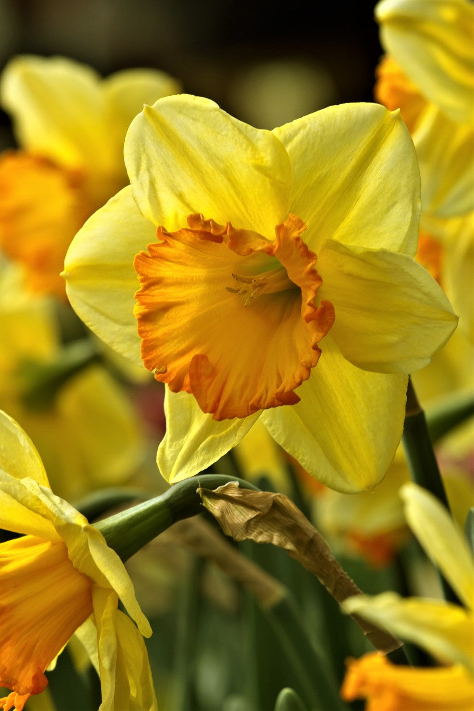 Close-up of Daffodil Bright Jewel, with yellow cups and orange heart