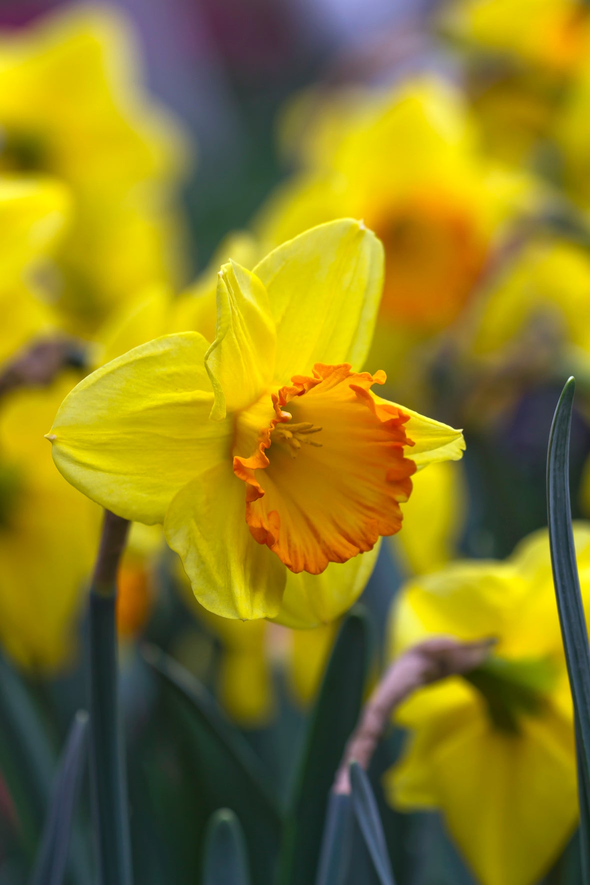Bright Jewel daffodil: a golden burst of springtime beauty.