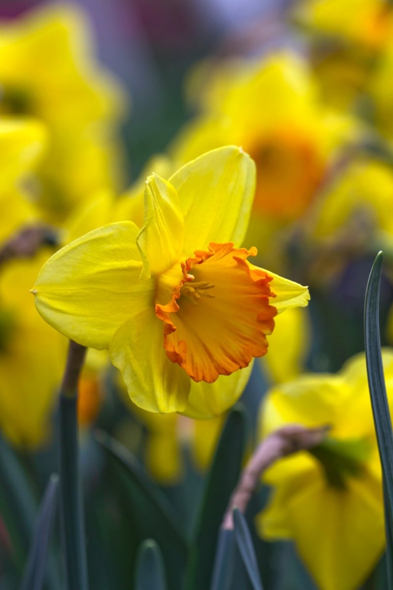 Daffodil - Bright Jewel