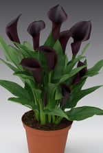 Calla - Odessa