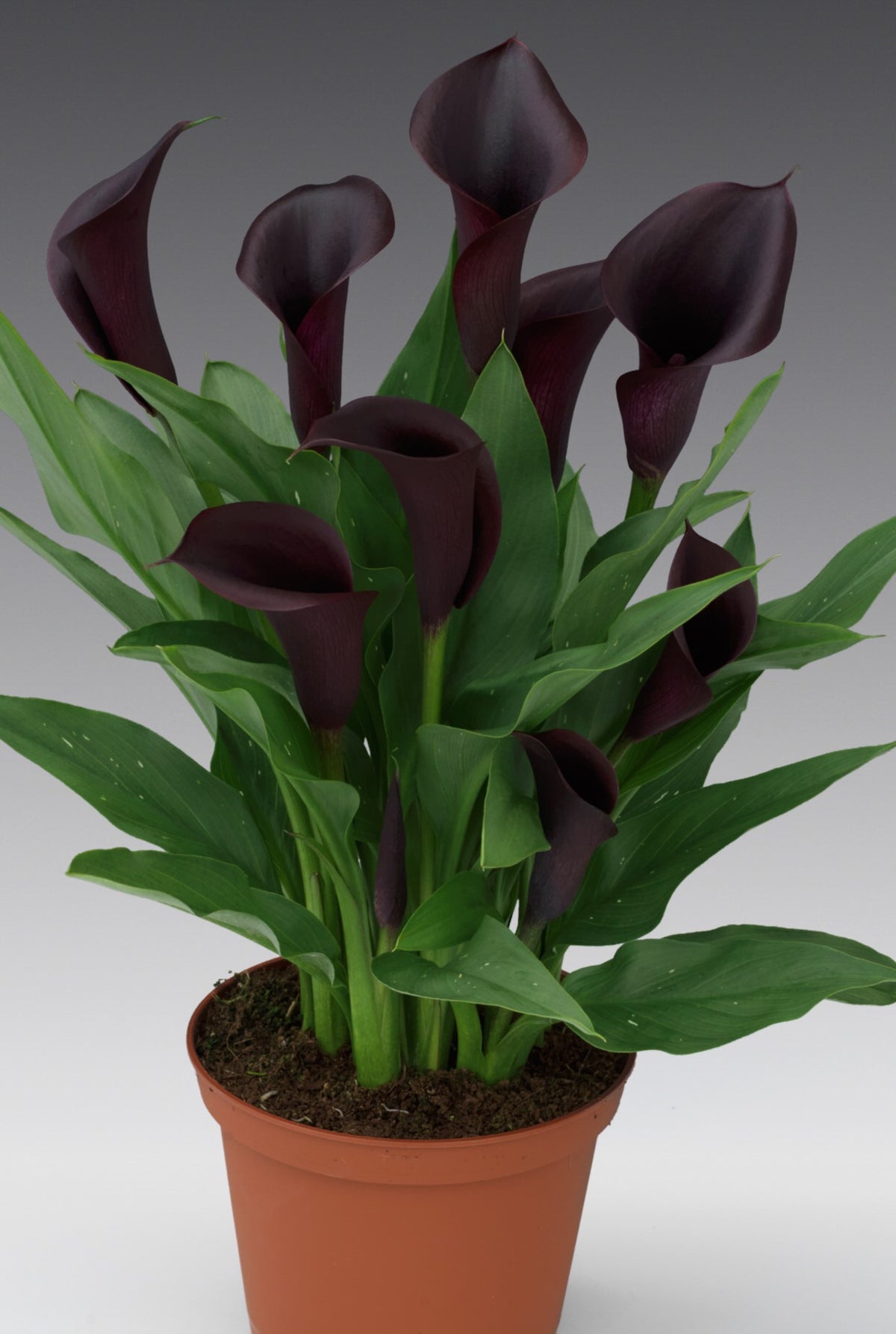 Calla - Odessa