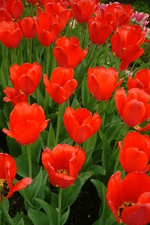 Tulip - Lizzy