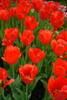 A striking group of red tulips, the Wild Flowering Batalinnii Red Hunter.