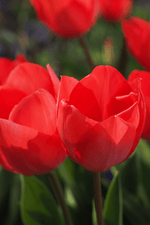 Tulip - Lizzy