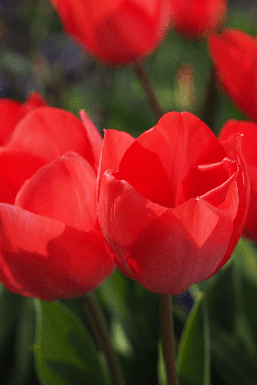 Tulip - Lizzy