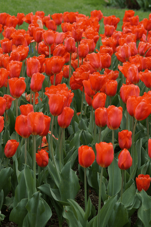 Tulip - Lizzy