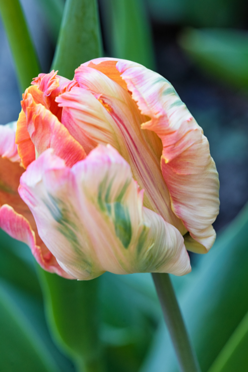 A close-up of a Parrot Tulip, called Parrot King with ruffled petals