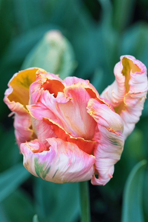 Tulip - Parrot King