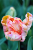 Vibrant Parrot King tulip with ruffled petals and striking coloration