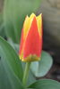 Gorgeous Stresa Kaufmanniana tulip, a captivating blend of red and yellow hues