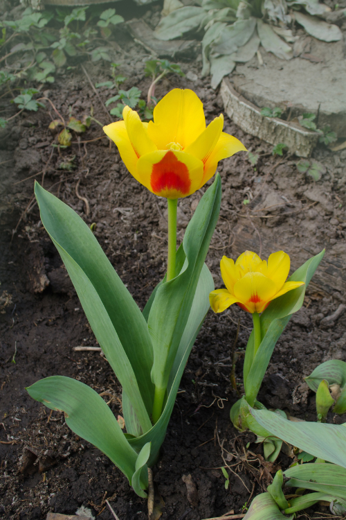 Blooming Stresa tulip, featuring a brilliant combination of red and yellow colors