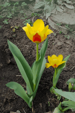 Tulip - Stresa