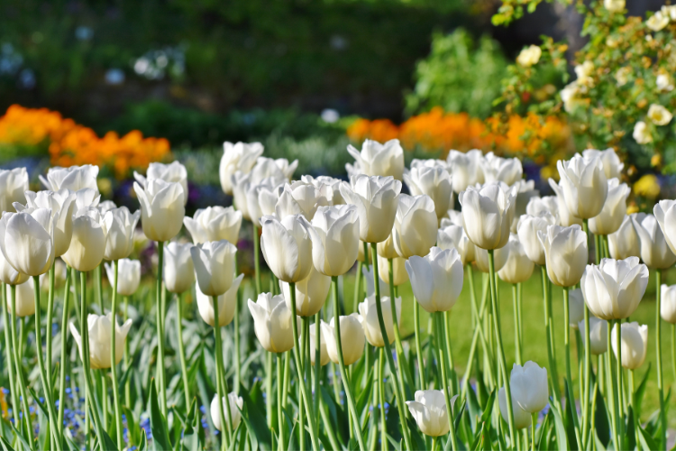 Group of Single Late Tulips Maureen showcasing its elegant white blossoms.