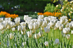 Tulip - Maureen