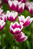 Load image into Gallery viewer, Group of beautiful Synaeda blue tulips with delicate petals, radiating natural beauty