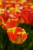 Load image into Gallery viewer, Close-up of a stunning Banja Luka tulip with bold red and yellow petal