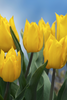 Single early tulip Yellow Flair blue sky and green stems group