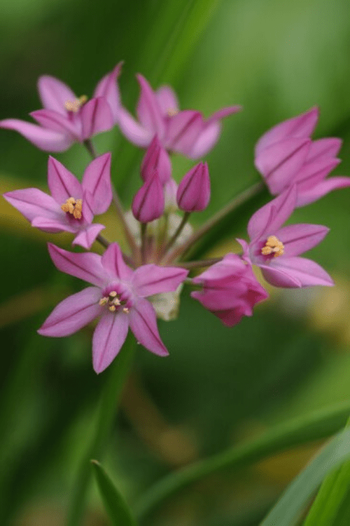 Allium - Ostrowskianum