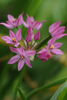 Close-up of delicate Ostrowskianum allium blossom with striking purple hues.