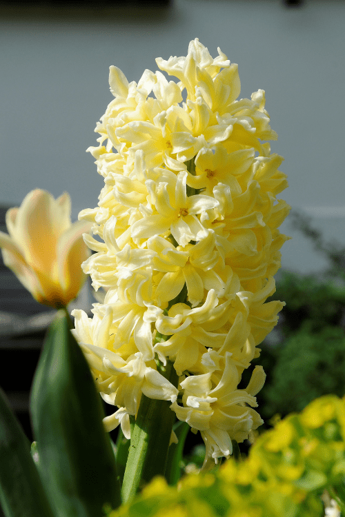 Hyacinth - City of Haarlem