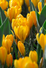 Close-up of Crocus Yellow Mammoth, with yellow flowers and green foliage
