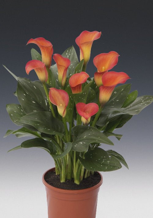 Calla - Selina
