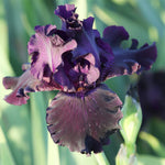 Bearded Iris - Ozark Rebounder