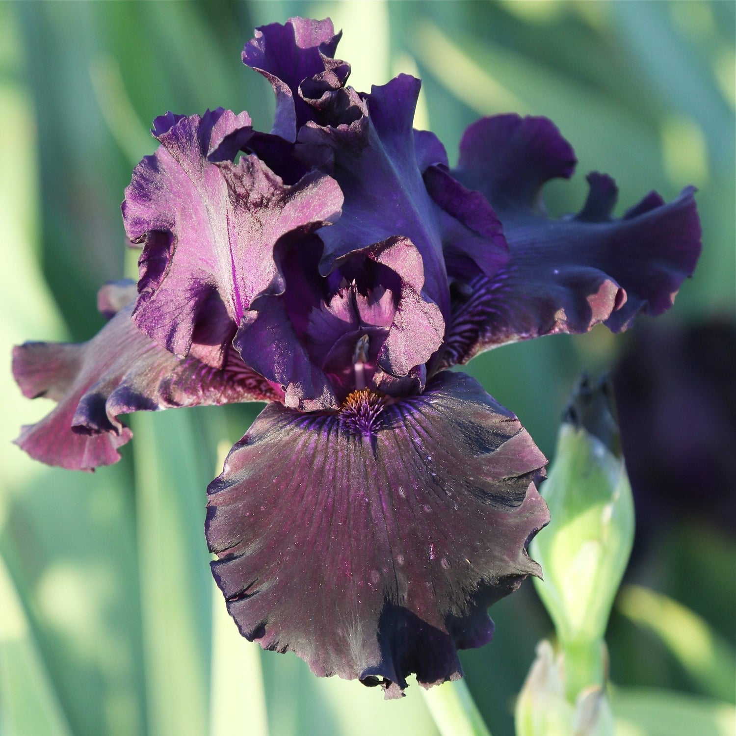 Bearded Iris - Ozark Rebounder