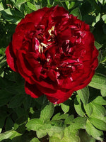 Peony - Buckeye Belle