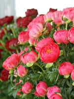 Peony - Coral Sunset
