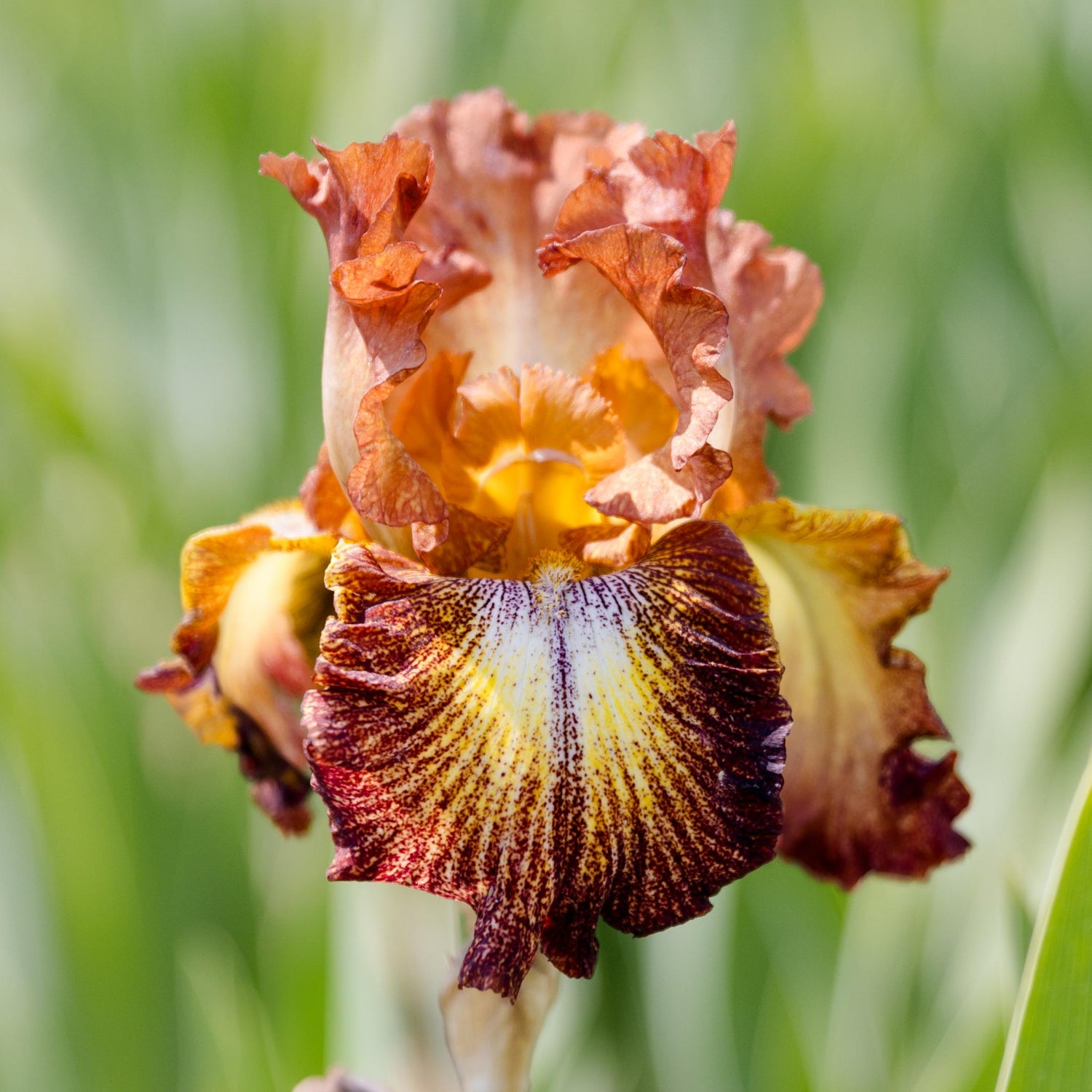 Bearded Iris - Paprika Fono