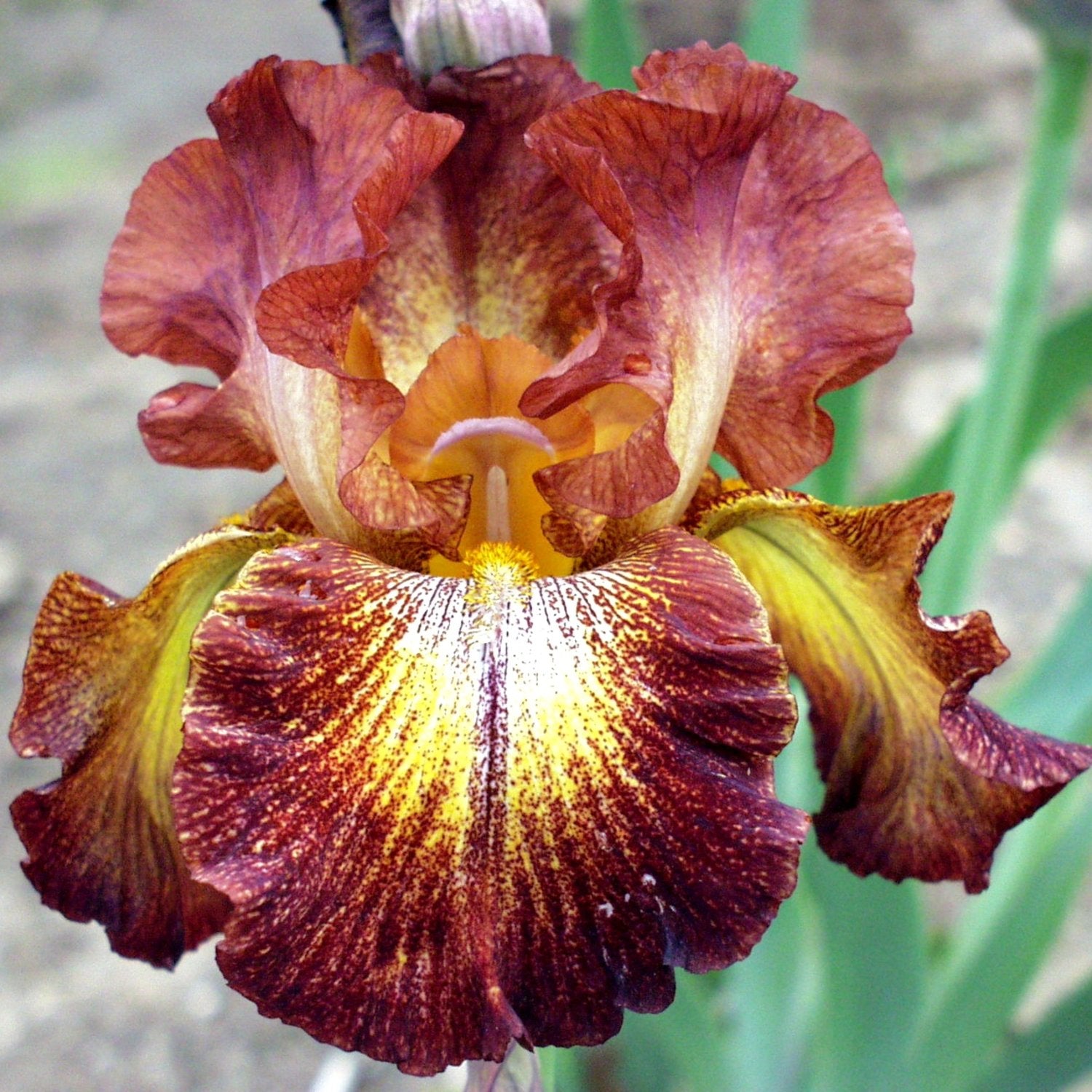 Bearded Iris - Paprika Fono