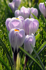 Crocus - Pickwick