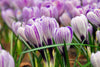 Pickwick crocus: purple and white flowers add magic to gardens.