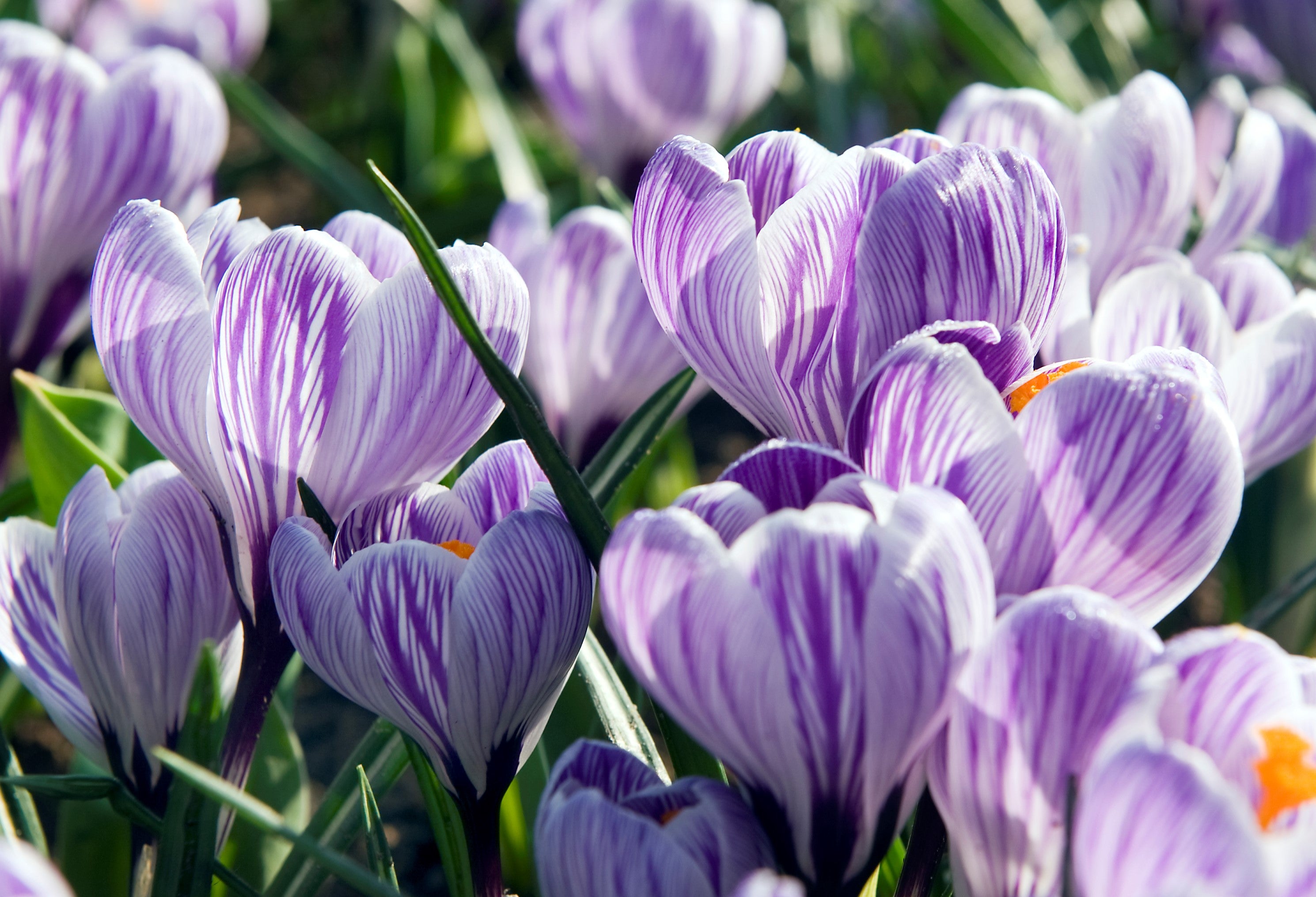 Striking purple-white Pickwick crocus, a beautiful harbinger of spring's arrival